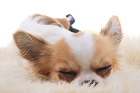 small chihuahua is resting in her beadの写真素材
