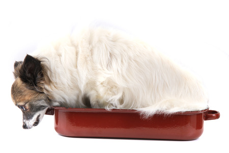 chihuahua in the pan isolated on the white backgroundの写真素材