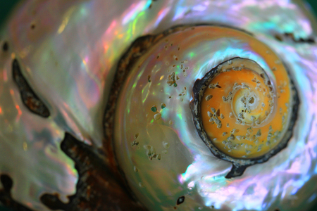 ammonites fossil texture as very nice natural backgroundの写真素材