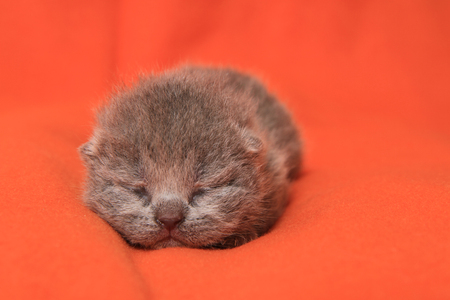 newborn british cat as very nice small animalの写真素材