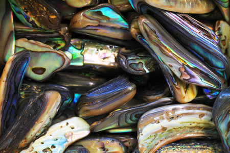 natural pearl texture form big sea shell as nice backgroundの写真素材