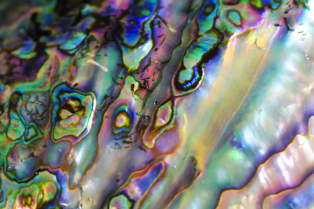 natural pearl texture form big sea shell as nice backgroundの写真素材