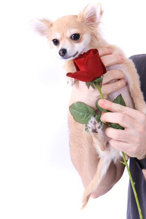 small chihuahua and rose isolated on the white backgroundの写真素材