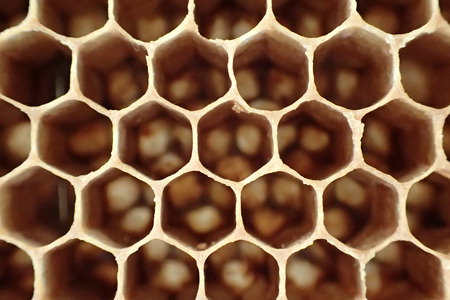 empty wax bee texture as very nice background