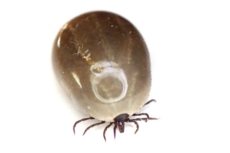 dangerous tick isolated on the white background