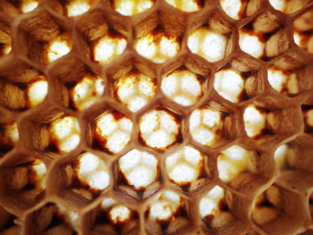 empty wax bee texture as very nice background