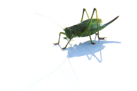 green grasshopper resting on the new white carの写真素材