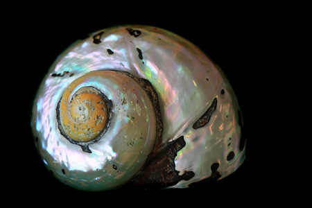 abstract sea shell isolated on the black backgroundの写真素材