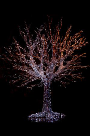 christmas tree in Ostrava city Czech republic