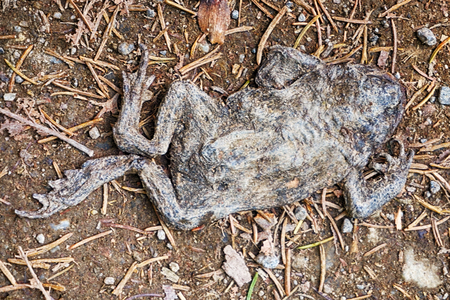 old dead frog as ecology accident background