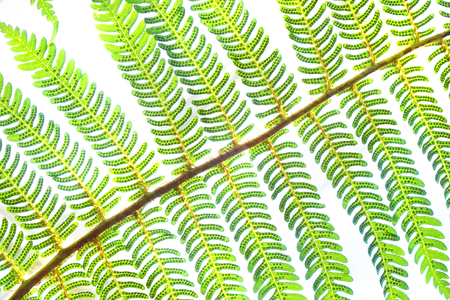 big fern leaves texture as nice natural backgroundの写真素材