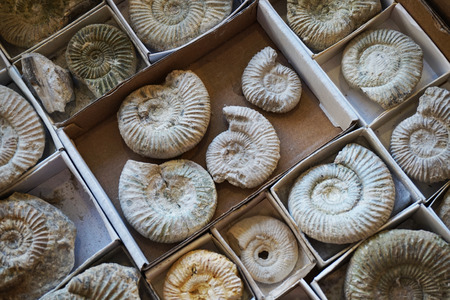 ammonites fossil collection texture as very nice natural background