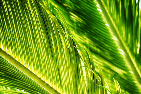 palm tree leaf texture as nice natural background