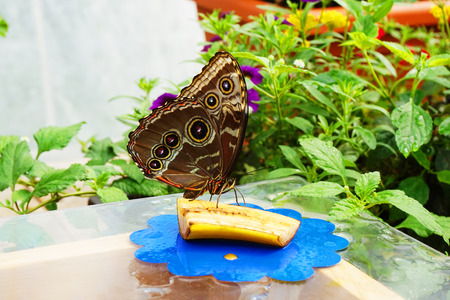 big tropical butterfly resting as nice natural portrait