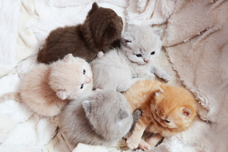 cute color  newborn british kittens are restingの写真素材