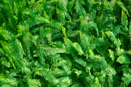 green fern plant texture as very nice natural backgroundの写真素材