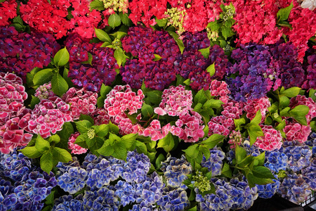 hortensia flower texture as very nice color backgroundの写真素材