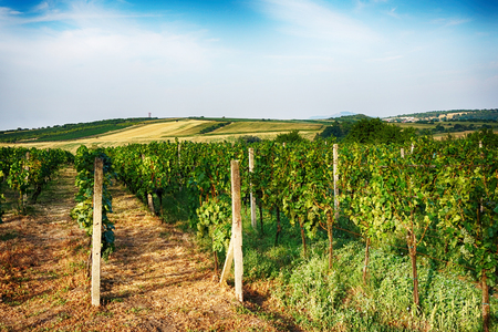 czech vineyards from moravia as very nice backgroundの写真素材