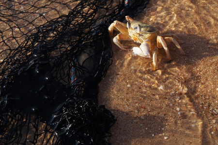 sea crab from egypt as nice animalの写真素材
