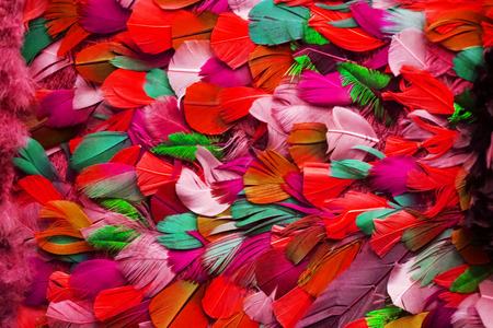 feather color texture as very nice abstract backgroundの写真素材