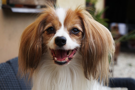 phalene dog portrait as nice smart animalの写真素材