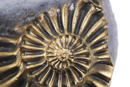 golden ammonite fossil isolated on the white backgroundの写真素材