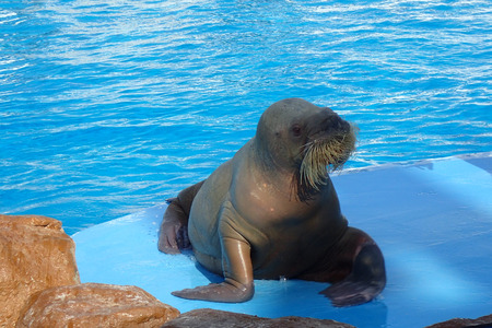 walrus female is very smart water animalの写真素材