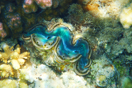 giant clam (tridacna maxima) from egyptian red seaの写真素材