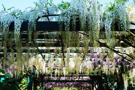 spring wisteria flowers as nice natural backgroundの写真素材