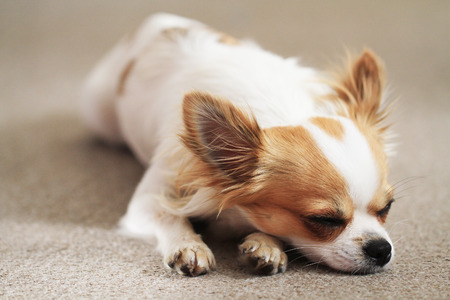 chihuahua is resting at her sweet homeの写真素材