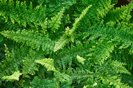 green fern plant texture as very nice natural backgroundの写真素材