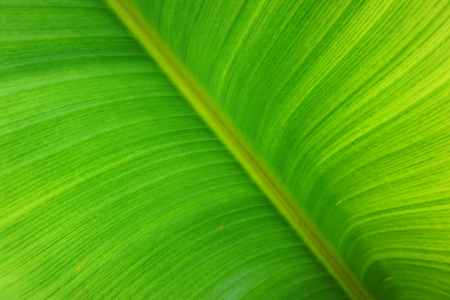banana plant leaf texture as very nice natural background