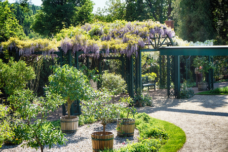 wisteria plant with flowers as very nice backgroundの写真素材
