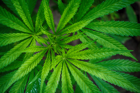 green marijuana plant as very nice natural backgroundの写真素材