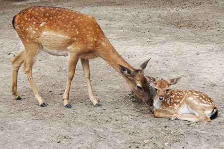 small roe in the spring as nice animal portraitの写真素材