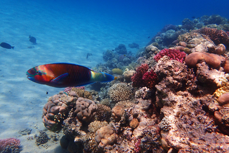 coral reef in egypt as nice natural landscapeの写真素材