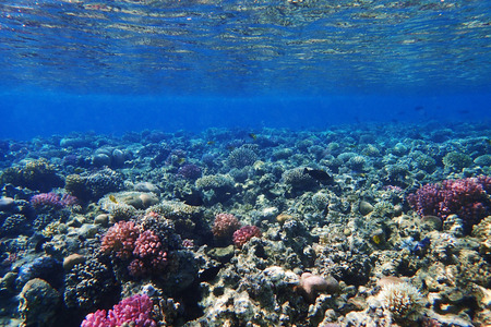 coral reef in egypt as nice natural landscapeの写真素材
