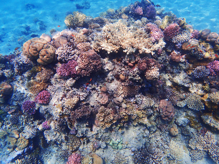 coral reef in egypt as nice natural landscapeの写真素材