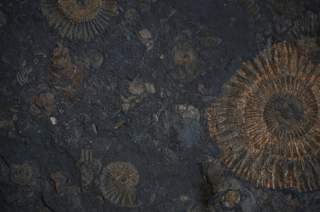 ammonite fossil texture as very nice natural geology backgroundの写真素材
