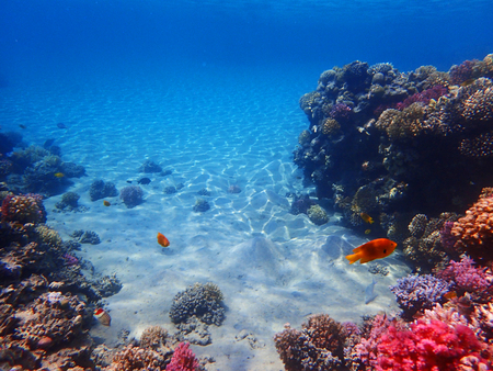 coral reef in egypt as nice natural landscapeの写真素材