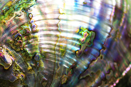 pearl texture as very nice natural backgroundの写真素材