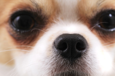 head of my sweet chihuahua model Violkaの写真素材