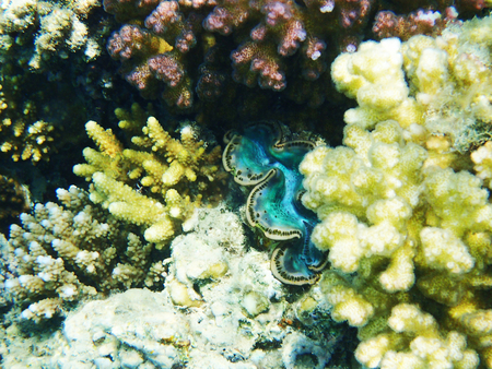 giant clam from egypt as very nice backgroundの写真素材