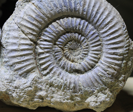 ammonite fossil texture as very nice natural backgroundの写真素材