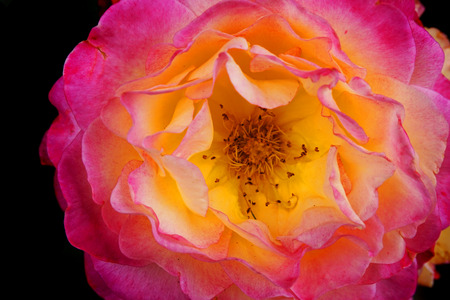 color roses as very nice natural backgroundの写真素材