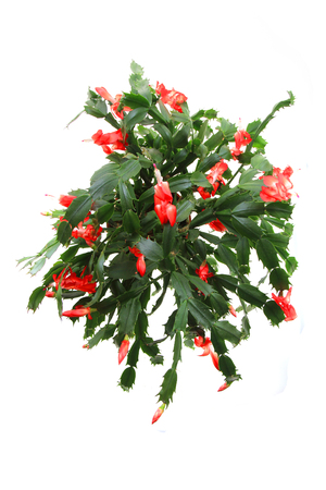 christmas cactus isolated on the white backgroundの写真素材