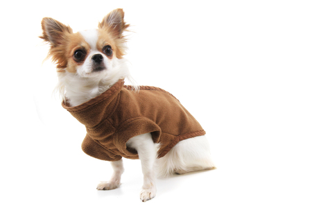 dressed chihuahua Violka isolated on the white backgroundの写真素材