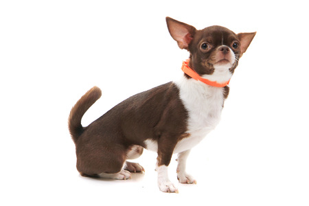 brown short hair chihuahua isolated on the white backgroundの写真素材