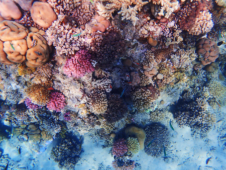 coral reef in egypt as nice natural landscapeの写真素材