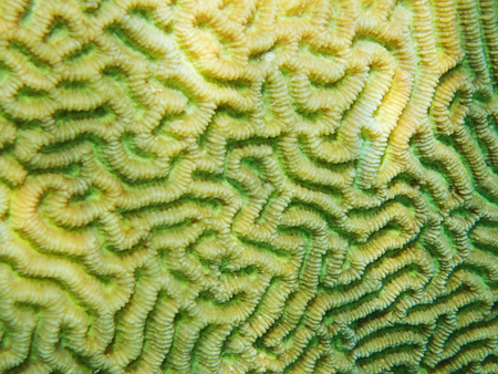 coral texture from the egypt sea as nice backgroundの写真素材
